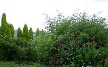 Bisabuela Martina * Liendo