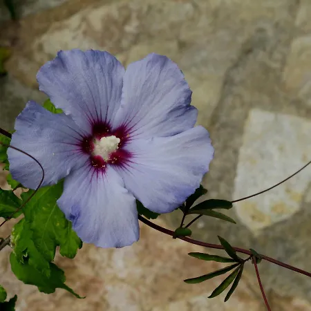 Летний дом Bisabuela Martina