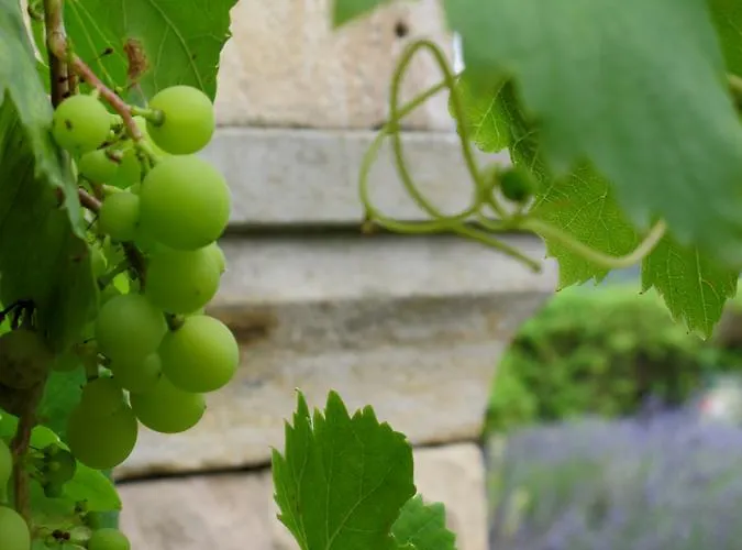 Bisabuela Martina * Liendo