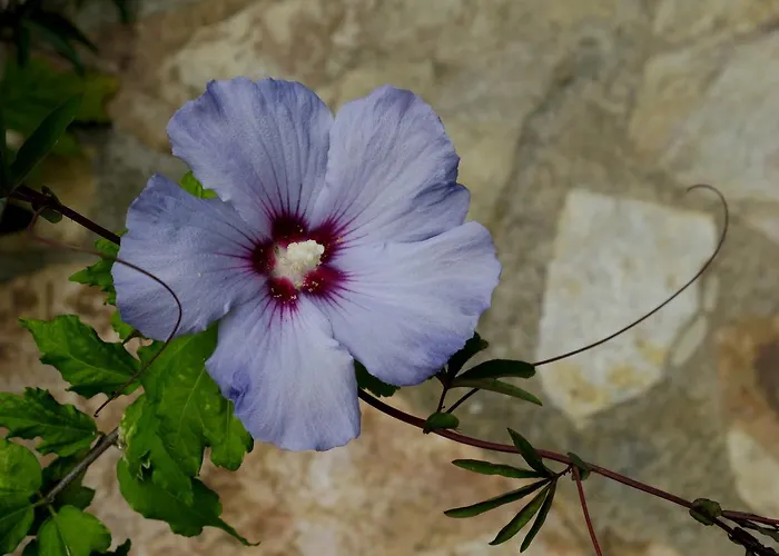 Landsted Bisabuela Martina