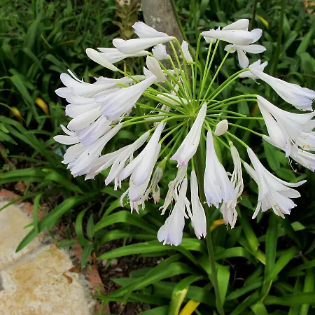 Bisabuela Martina Casa de Campo