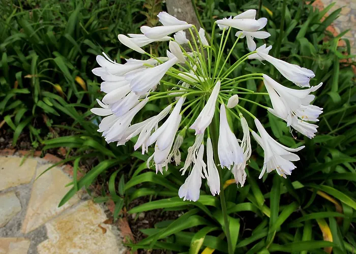 Bisabuela Martina Casa de Campo